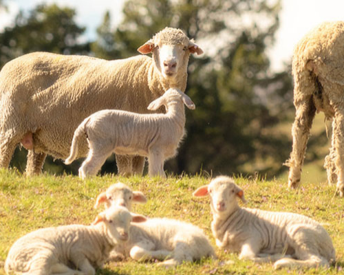 The Ultimate Guide to Wool Types