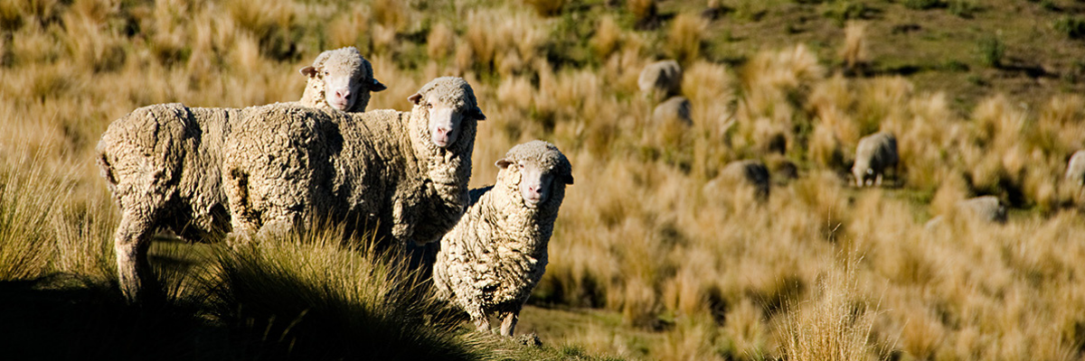 What types of wool do sheep produce?